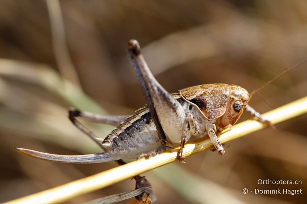 Bucephaloptera bucephala - Nördlich von Kalampaka, 16.07.2011