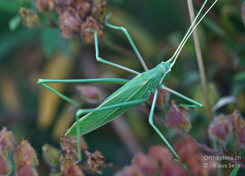 Langbeinige Sichelschrecke (Acrometopa macropoda) ♀ - HR, Istrien, Premantura, Gornji Kamenjak, 20.06.2016