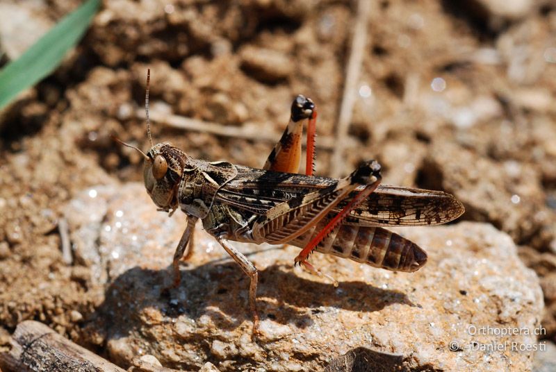 Dociostaurus maroccanus bewegt auffällig die Hinterbeine - GR, Zentralmakedonien, Volvi See, 05.07.2013