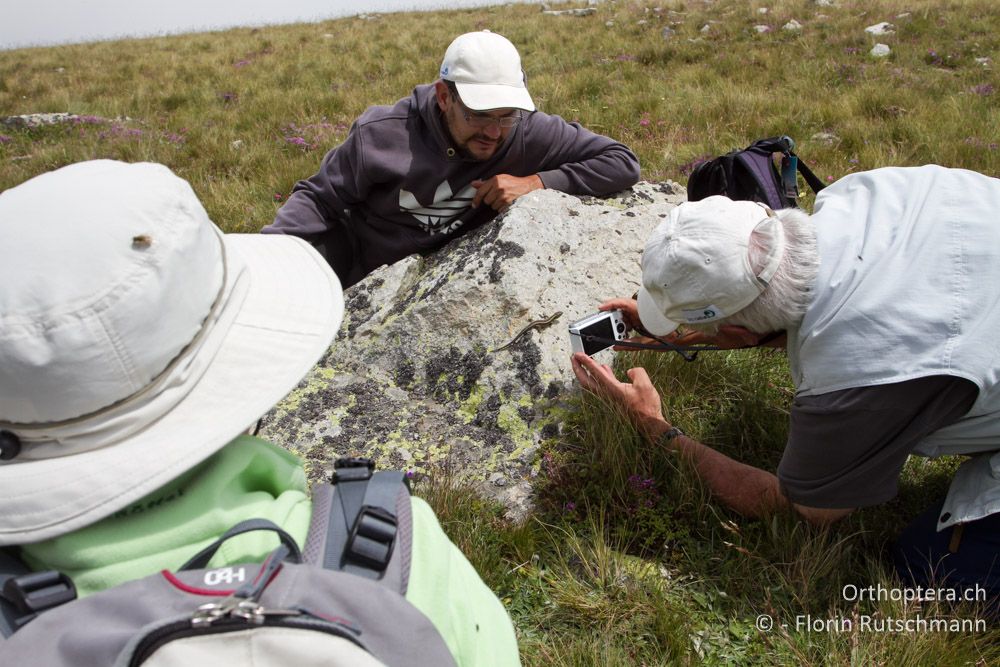 Dann zeigt sie sich von der zahmen Seite - GR, Westmakedonien, Mt. Varnous, 11.07.2013