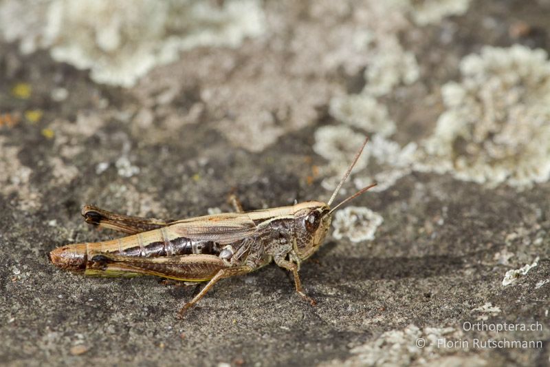 Pseudochorthippus parallelus ♀ - CH, GR, Puschlav, 19.09.2013