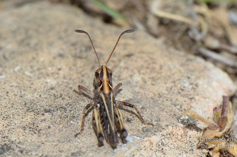 Gefleckte Keulenschrecke (Myrmeleotettix maculatus) ♂ - FR, Chalet Reynard, 04.07.2014