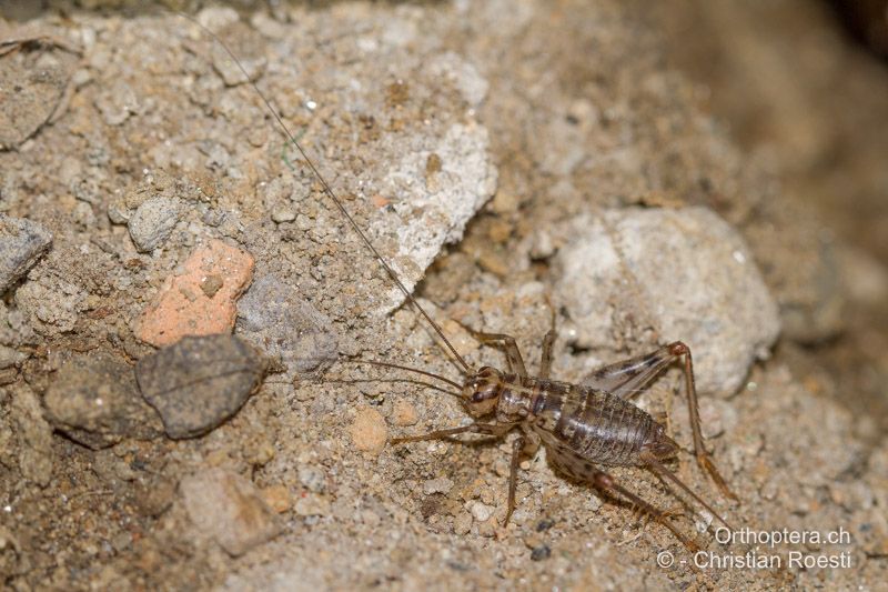 Gryllomorpha dalmatina ♂ - CH, TI, Ponte Tresa, 01.09.2013