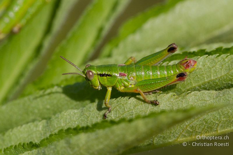 Odontopodisma fallax ♂ im letzten Larvenstadium - HR, Primorje-Gorski, Krk, 07.06.2014