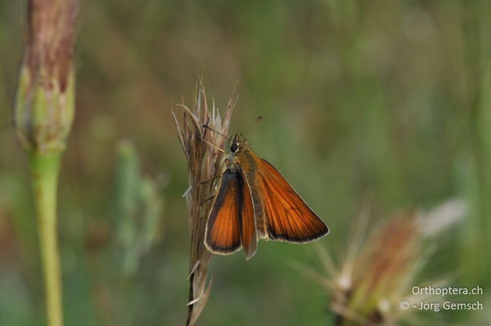 Thymelicus sylvestris - HR, Istrien, Svetvinčenat, 19.06.2016