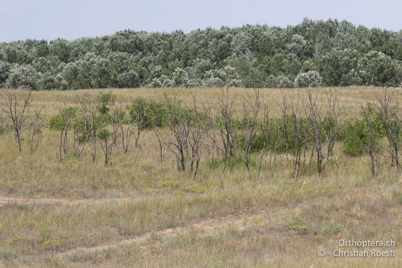 Lückig bewachsene Sanddünen - HU, Südliche Grosse Tiefebene, Kecskemét, 08.07.2016