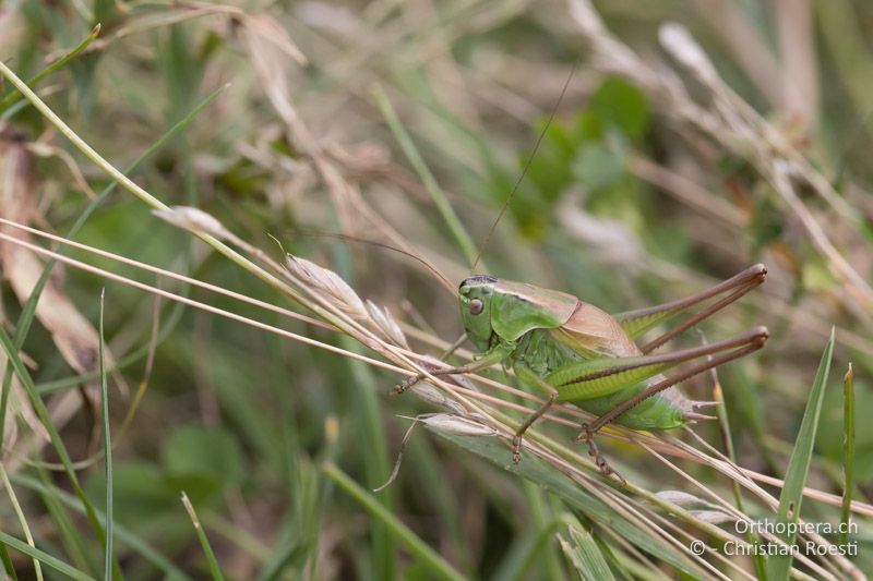 Pholidoptera frivaldszkyi ♂ - BG, Pasardschik, Streltscha, 10.07.2018