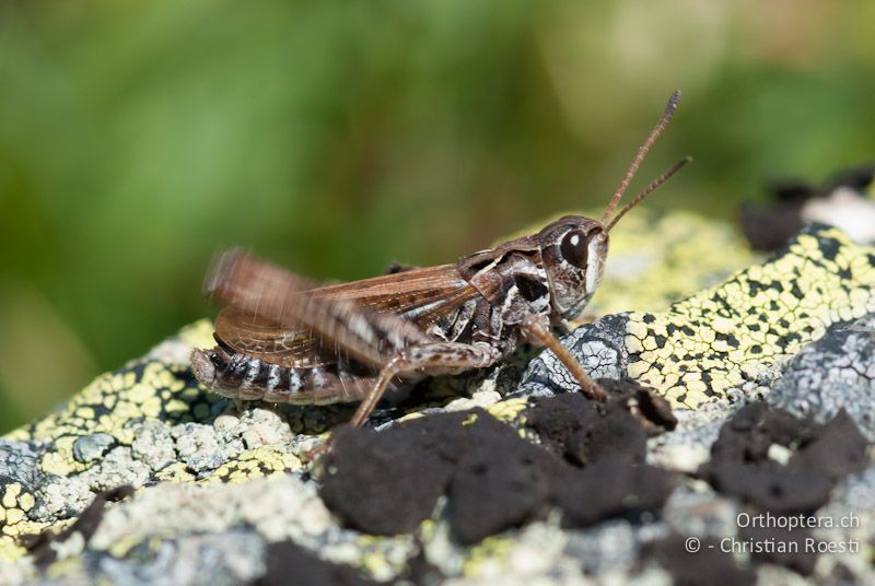 Aeropedellus variegatus ♂, singend - CH, GR, Muottas Muragl, 02.08.2008