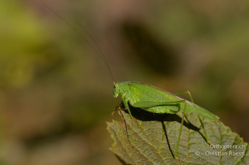 Phaneroptera nana ♀ - CH, TI, Mt. Caslano, 11.10.2011