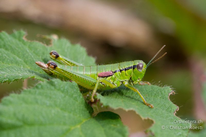 Odontopodisma decipiens insubrica ♀ - CH, TI, Mt. Generoso, 13.09.2012