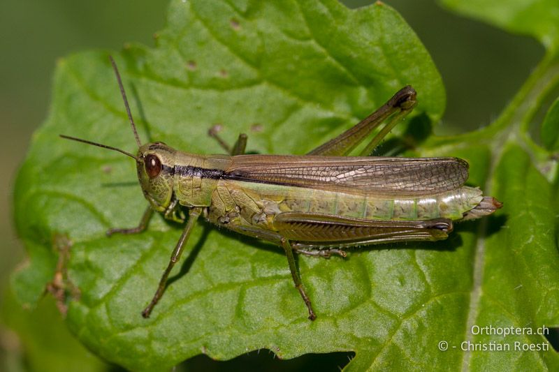 Mecostethus parapleurus ♀ - CH, BL, Liestal, 21.08.2013