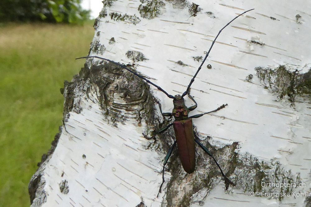 Moschusbock (Aromia moschata) - AT, Niederösterreich, Ebergassing, 08.07.2018