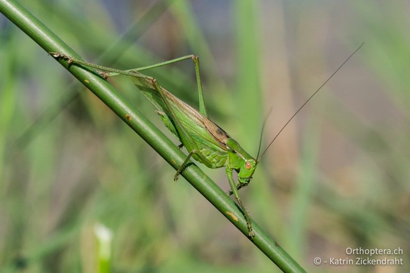 Gampsocleis schelkovnikovae, Männchen