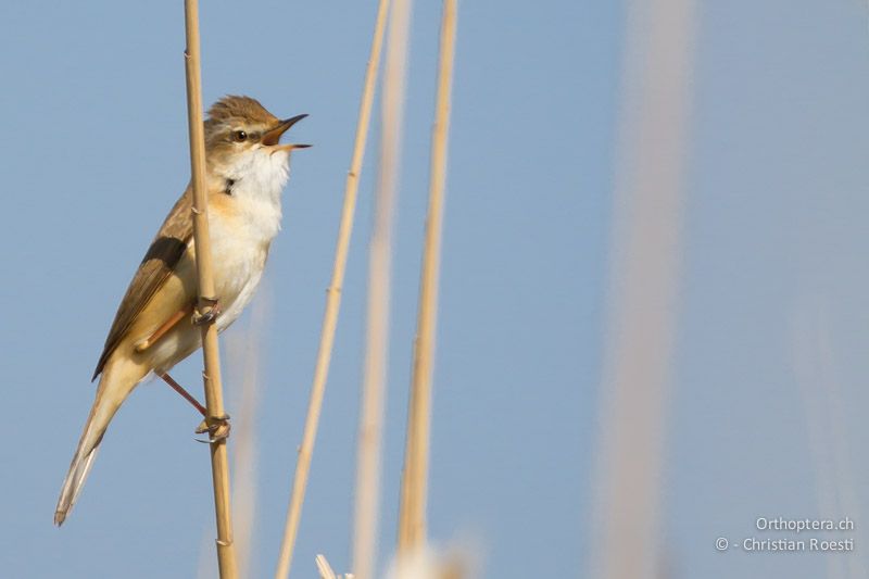 Singender männlicher Feldrohrsänger (Paddyfield Warbler, Acrocephalus agricola). Man beachte den kurzen Schnabel, die dunkle Spitze des Unterschnabels, das helle Auge und den deutlichen Überaugenstreif. Durankulak, 29.04.2012