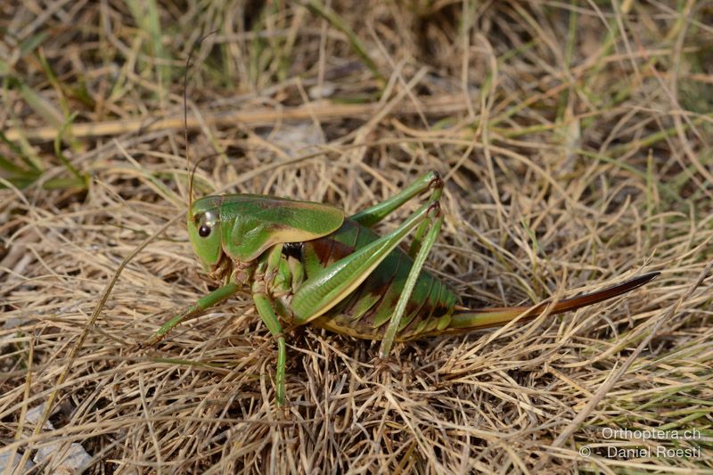 Psorodonotus illyricus ♀ - HR, Istrien, Dol, 24.07.2015