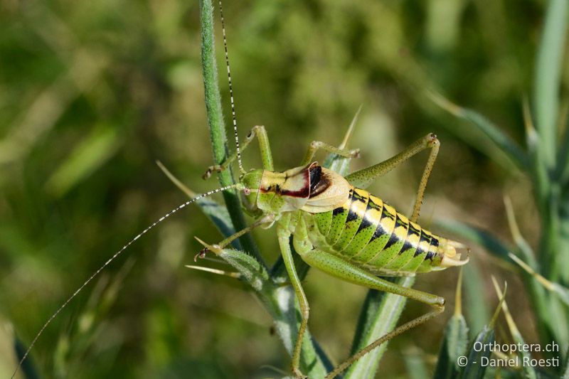 Poecilimon affinis ♂ - GR, Westmakedonien, Pisoderi, 13.07.2017