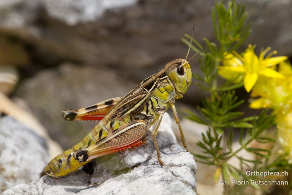 Arcyptera labiata Weibchen - Mt. Tomaros, 13.07.2011