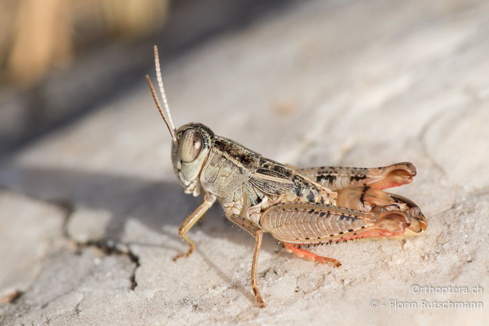 Paracaloptenus cristatus ♂ - HR, Istrien, Mala Učka, 20.07.2015