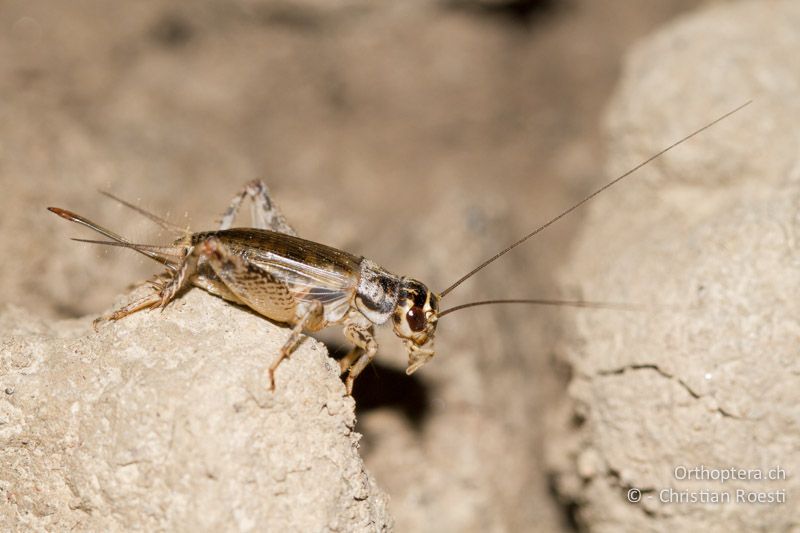 Modicogryllus bordigalensis ♀ - IT, Friaul-Julisch Venetien, Pertegada, 27.05.2014