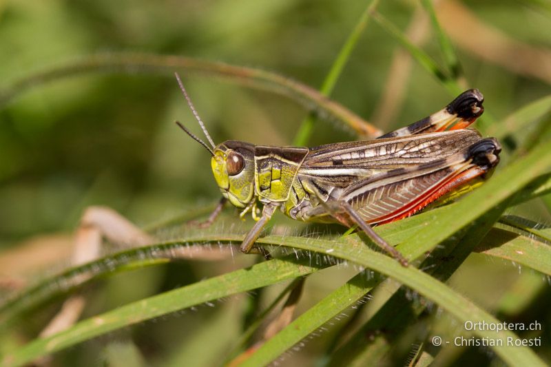 Arcyptera microptera ♂ - HR, Istrien, Bokordići, 04.06.2014