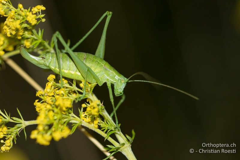 Poecilimon intermedius ♀ - AT, Burgenland, Rohrbach bei Mattersburg, 09.07.2016