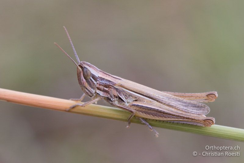 Euchorthippus pulvinatus ♀ - HU, Mitteltransdanubien, Tapolca, 06.07.2016