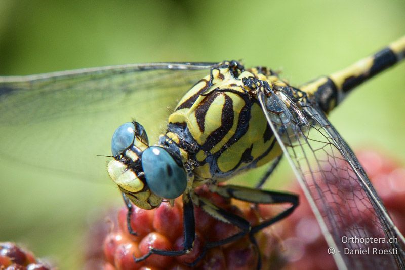 Kleine Zangenlibelle (Onychogomphus forcipatus) ♂ - FR, Crau, 08.07.2014