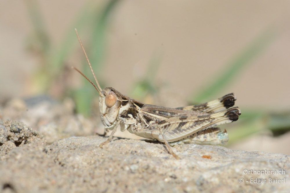 Notostaurus anatolicus ♂ - BG, Blagoewgrad, Ploski, 14.07.2018