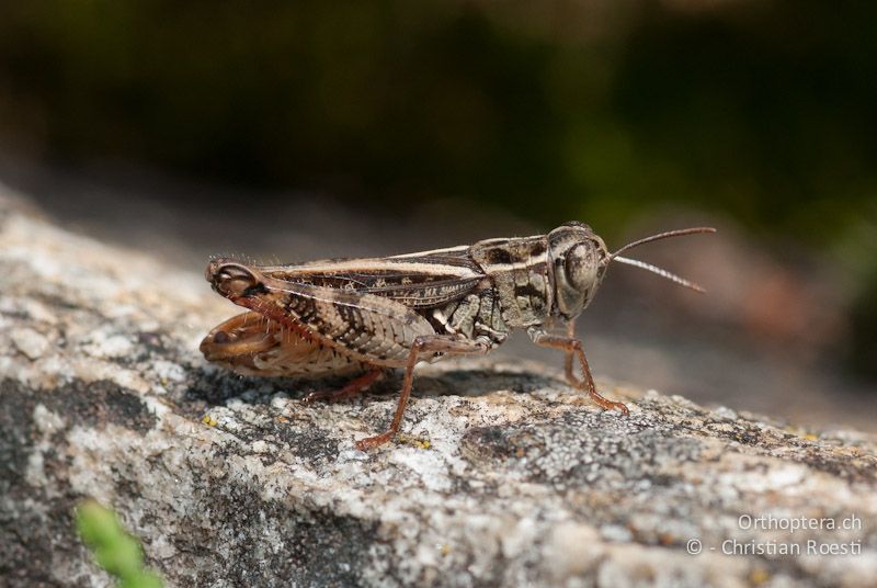 Calliptamus siciliae ♂ - CH, GR, Castaneda, 22.08.2009