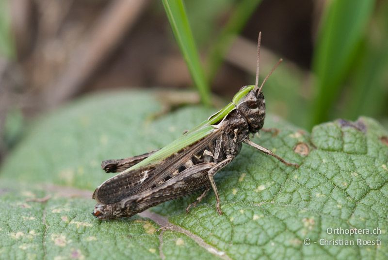 Omocestus rufipes ♀ - FR, Alpes-Maritimes, Belvédère, 27.09.2009