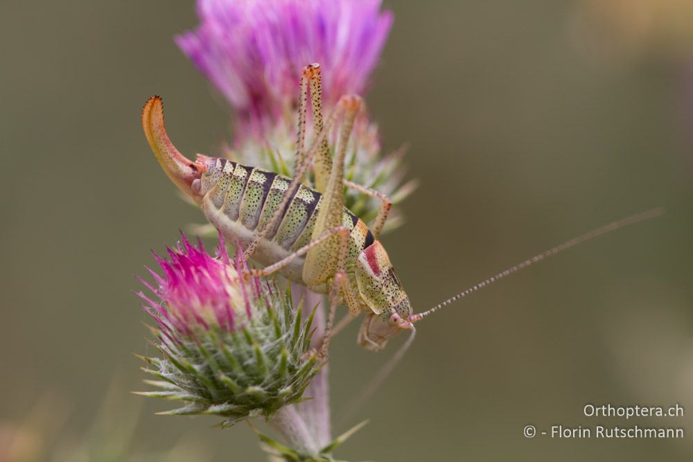 Poecilimon orbelicus Weibchen - Mt. Vrondous, 28.07.2012