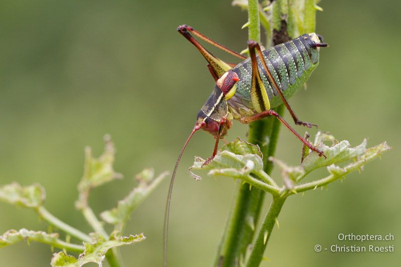 Barbitistes yersini ♂ - HR, Istrien, Kršan, 02.06.2014