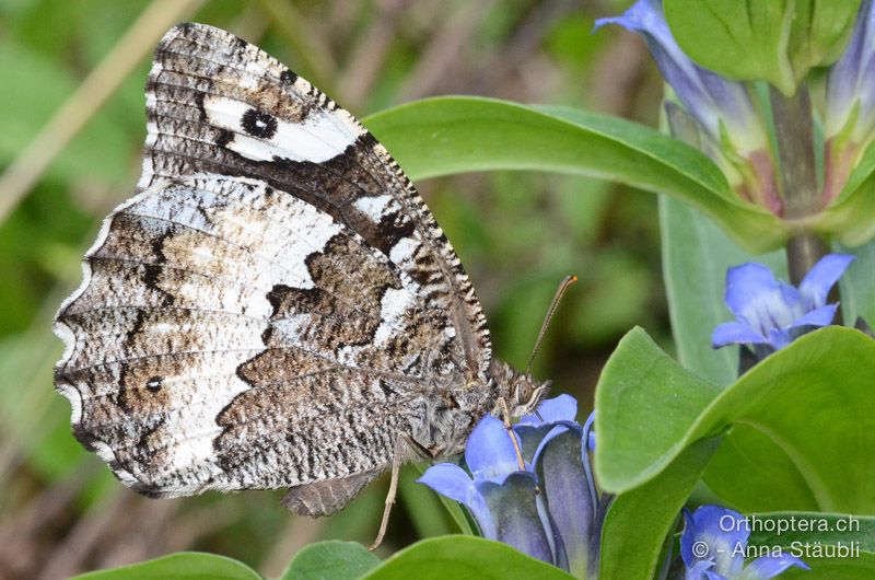 Weisser Waldportier (Brintesia circe) - HR, Istrien, Račja Vas, Dol, 24.07.2015