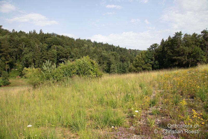 Strukturreiche Magerwiese, hier wurde die Art, Irrtum vorbehalten, eingeführt und bildet eine grosse Population - CH, ZH, Oberembrach, Eigental, 10.07.2023