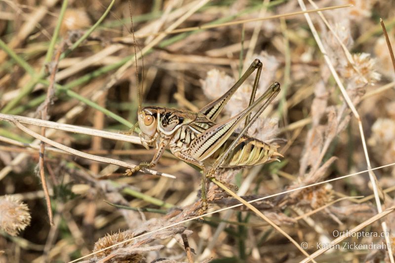 Gampsocleis abbreviata ♂ - GR, Zentralmakedonien, Vyroneia, 08.07.2017