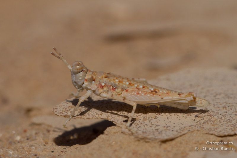 Männchen einer typischen Wüstenheuschrecke (Tenuitarsus angustus). Wadi Araba, 18.05.2011