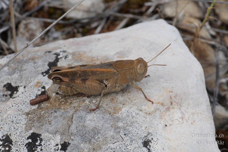 Costas Schönschrecke (Calliptamus barbarus) ♀ - FR, bei Rians, 06.07.2014