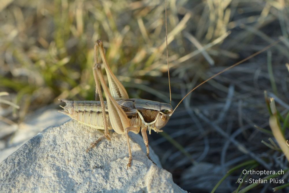 Playtcleis (Modestana) modesta ♂ - HR, Istrien, Mala Učka, 20.07.2015