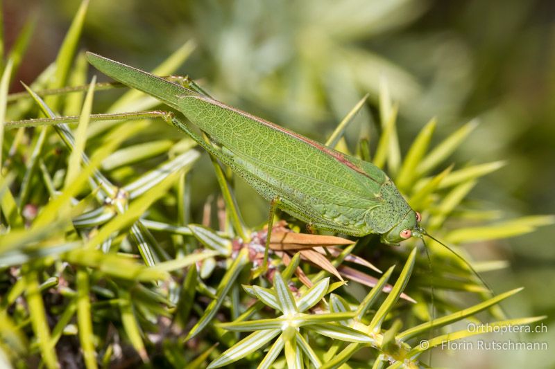 Phaneroptera nana ♀ - IT, Abruzzen, Palena, 11.10.2011