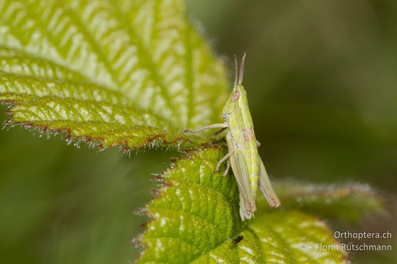 Larve von Euthystira brachyptera ♀ im zweitletzten Larvenstadium - CH, TI, Mugena, 17.05.2012