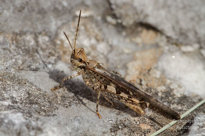 Acrotylus patruelis ♂ - GR, Ostmakedonien, Mt. Pangeon, 19.07.2012