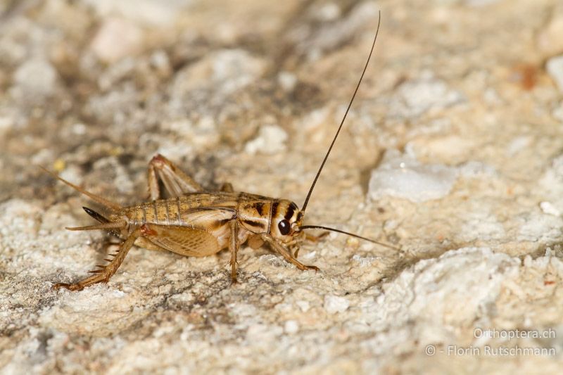 Larve von Acheta domesticus ♀ im letzten Stadium - Zuchttier, 27.03.2013