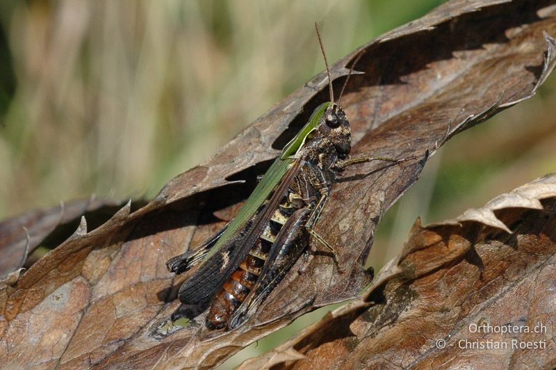 Omocestus rufipes ♀ - CH, TI, Mt. Generoso, 11.09.2006