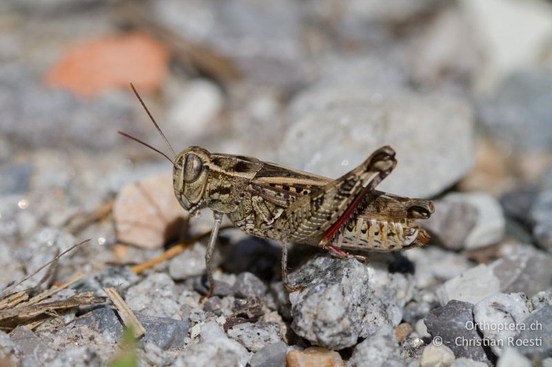 Calliptamus siciliae ♀ - CH, TI, Castel-San-Pietro, 02.09.2013