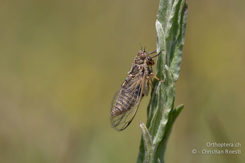 Singzikade Cicadivetta tibialis - HR, Istrien, Galižana, 04.06.2014