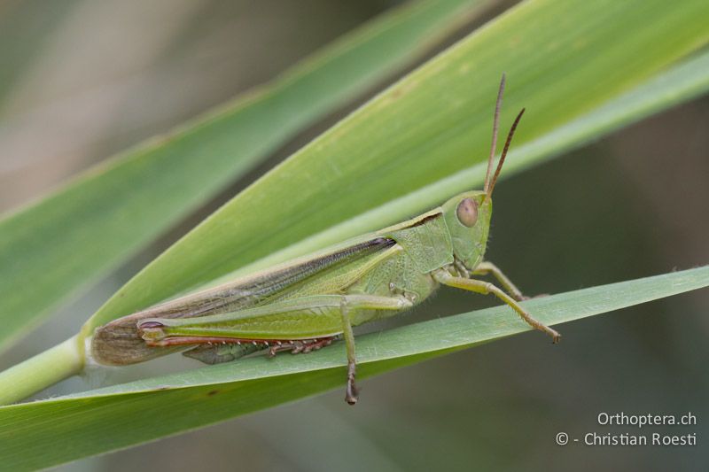 Paracinema tricolor bisignata ♂ - FR, Salin de Giraud, 09.07.2014