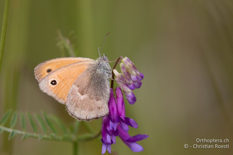 Kleines Wiesenvögelchen (Coenonympha pamphilus) - HR, Istrien, Mutvoran, 20.06.2016