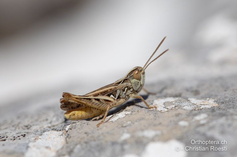 Omocestus petraeus ♂ - BIH, Bosnien, Livno, Vaganj, 29.07.2022