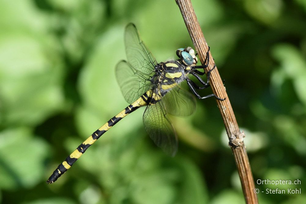 Türkische Quelljungfer (Cordulegaster insignis insignis) ♂ - BG, Chaskowo, Matochina, 09.07.2018