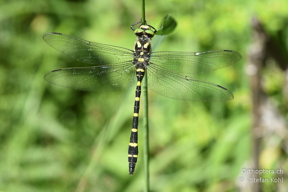 Grosse Quelljungfer (Cordulegaster heros) ♂ - BG, Blagoevgrad, Waldlichtung vor Raslog bei Bansko, 14.07.2018